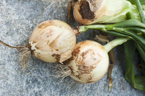 Kraken onion link